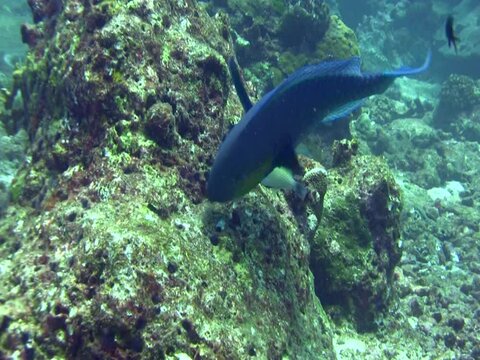 Roundhead parrotfish (Chlorurus strongycephalus)