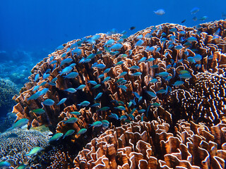 Indonesia Sumbawa - Colorful coral reef with tropical fish