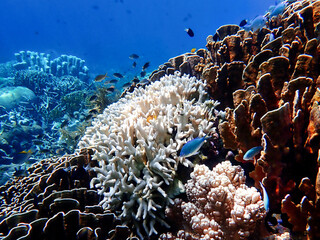 Naklejka na ściany i meble Indonesia Sumbawa - Colorful coral reef with tropical fish