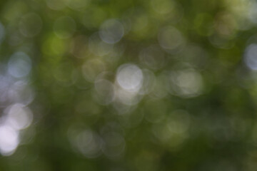 lensflares, blurred bokeh lights in white on green for webdesign, backgrounds, compositions and overlays