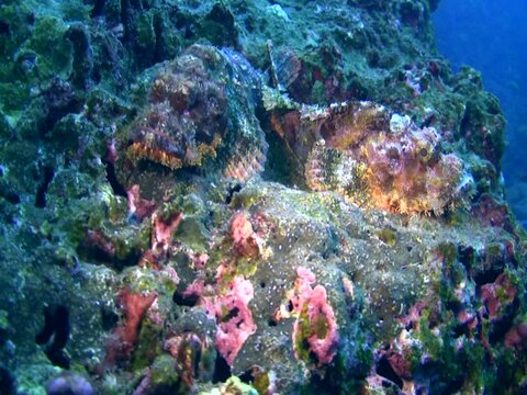 Tasseled scorpionfish (Scorpaenopsis oxycephala)