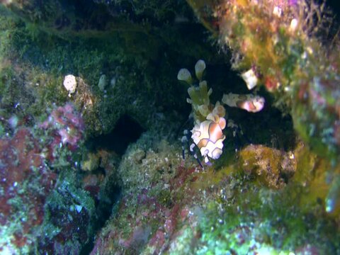 Harlequin shrimp (Hymenocera elegans)