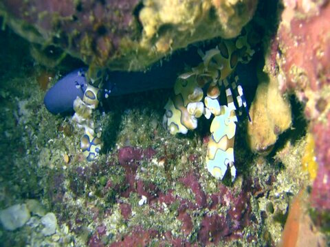 Harlequin shrimps (Hymenocera elegans) carrying sea star leg