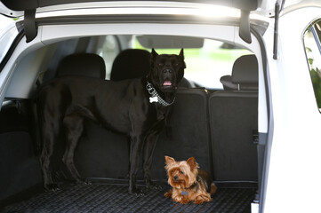 two dogs posing in a car trunk, ready for travelling