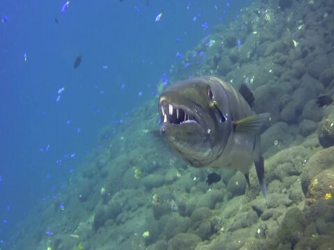 Great barracuda (Sphyraena barracuda) opening mouth and getting cleaned by bluestreak wrasse