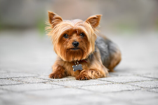 yorkshire terrier dog portrait in the park with an id tag on collar