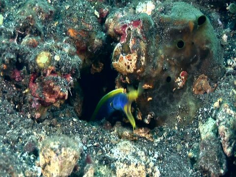 Ribbon eel (Rhinomuraena quaesita) blue and yellow