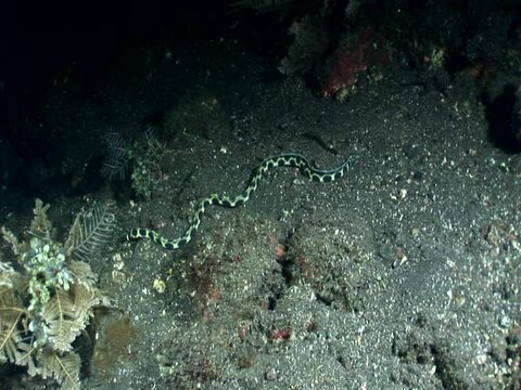 Spotted snake eel (Myrichthys maculosus) swimming