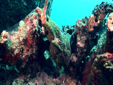 Giant frogfish (Antennarius commerson) green