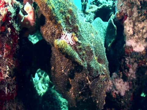 Giant frogfish (Antennarius commerson) green