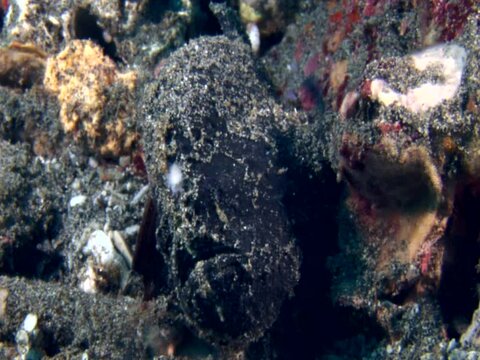 Black frogfish with white appendice to catch prey