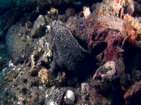 Black frogfish with white appendice to catch prey