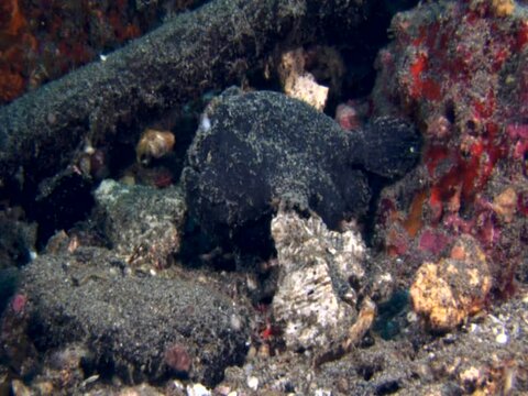 Black frogfish with white appendice to catch prey