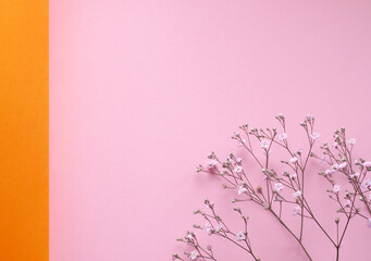 soft focus of Gypso flower in soft light in pink colour background