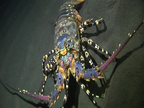 Spiny lobster (Panulirus ornatus) monster size