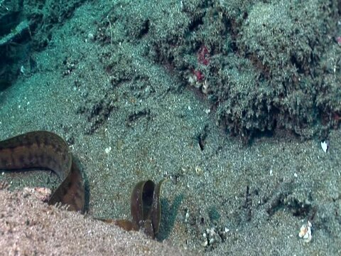 Barred-fin moray (Gymnothorax zonipectis) with juvenile moray in the mouth