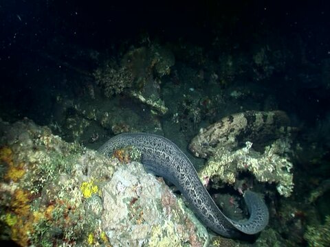 Giant moray (Gymnothorax javanicus) hunting at night with brown-marbeled grouper close by