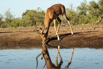 Impala (Aepyceros melampus) at waterhole in Mashatu;  Botswana ;  Africa