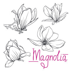 hand drawn monochrome magnolia flowers and branches. magnolia outline, black and white vector illustration of magnolia flowers and branches