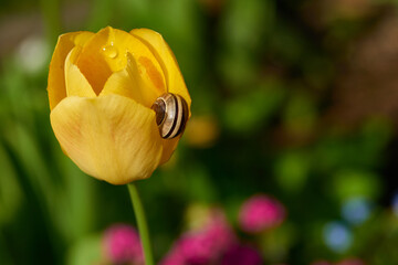 Hain-Bänderschnecke (Cepaea nemoralis)  an einer Tulpe