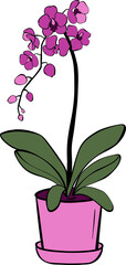 Pink Flower - Orchid Flower