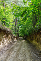Fototapeta premium Ravine covered by green forest