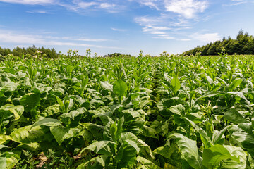 Fototapeta na wymiar Tobacco plantation under blue sky