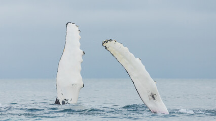 Humpback whale, the most charismatic marine mammal with its flippers and breaching out