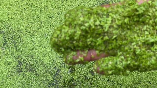 Feed Your Livestock with Duckweeds. Duckweed as future food. Image for alternative food and animal feed sources, sustainable food, and agribusiness. 
