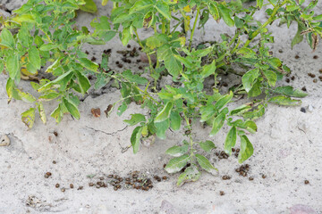 Dead Colorado Potato Beetles (Leptinotarsa decemlineata) lying on the soil in a potato field after an insecticide, pesticide treatment.
