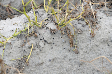 Holes, burrows in the ground under potato plants after the exit of potato beetles that have...