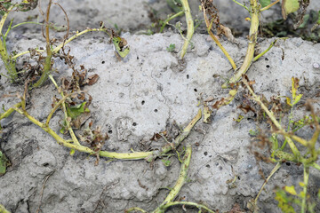 Holes, burrows in the ground under potato plants after the exit of potato beetles that have...