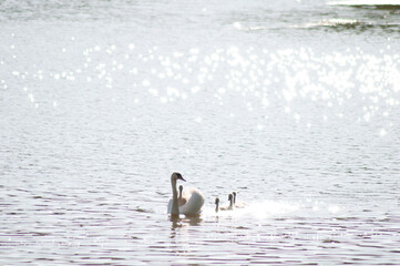 Fototapeta premium a swan with small chicks floats on the lake. beautiful bird portrait