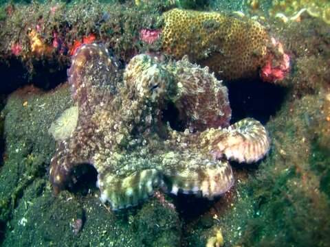 Common reef octopus (Octopus cyanea)