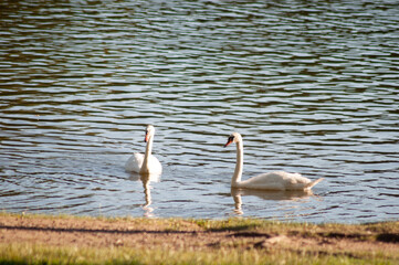 Naklejka na ściany i meble the swan floats on the lake. beautiful bird portrait