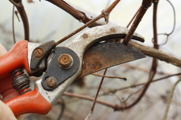 old rusty scissors