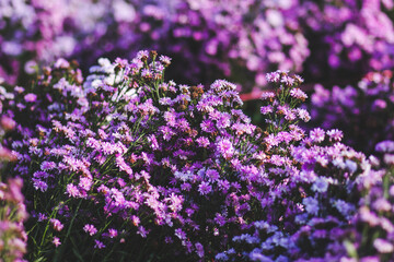 Obraz premium field of lavender