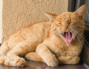 Ziewający kot,yawning cat - obrazy, fototapety, plakaty
