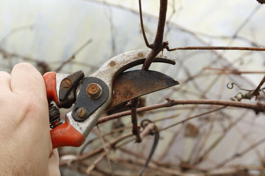 pruning a tree