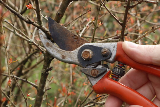pruning branches
