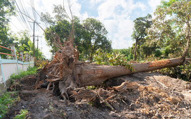 Dig  a tree  root  Fallen tree, a torn tree with roots from under the ground lies on the ground.