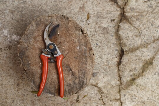 Pruning a tree