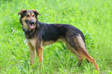 big brown dog closeup photo on green grass background