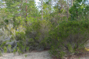 Florida rosemary - Ceratiola ericoides