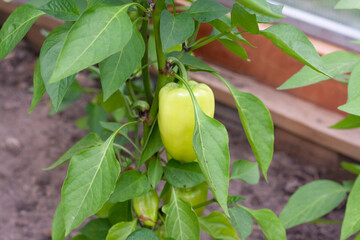 Bell pepper on a branch in the greenhouse