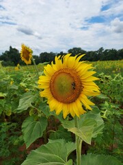 field of sunflowers
