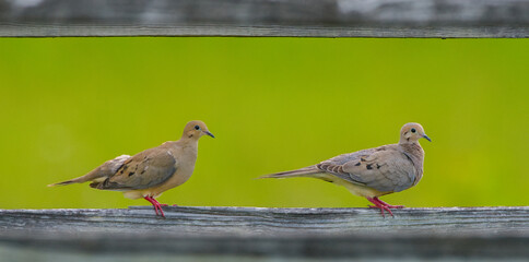 Male and female mourning dove - Zenaida macroura -  perched on middle wooden fence board