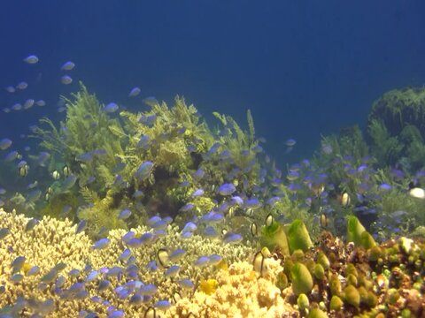 Blue-green damselfish (Chromis viridis) hiding in table coral