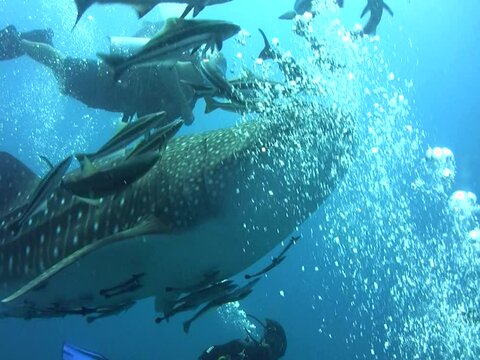 Whaleshark (Rhincodon typus) swimming with divers below