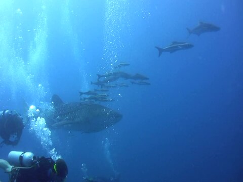 Whaleshark (Rhincodon typus) with bubbles